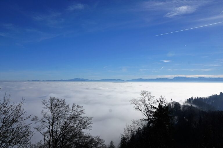 forest, sun, uetliberg-1929982.jpg